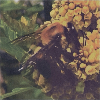 Broncho - Way into Magic