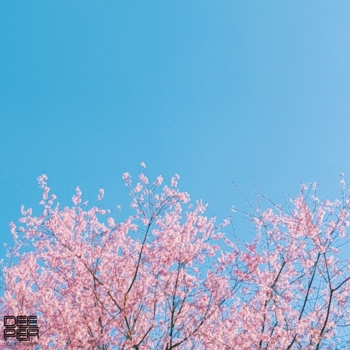 Riltim - Aurai