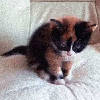 sinalyx - little kitten (Speed Up)
