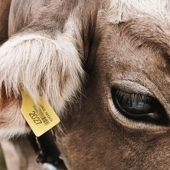 Friendly Thug 52 Ngg - Cow