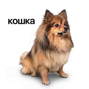 Lida - Кошка