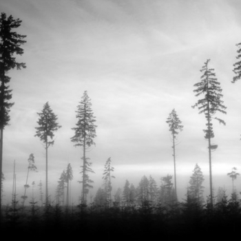 Frozen Silence - Zen