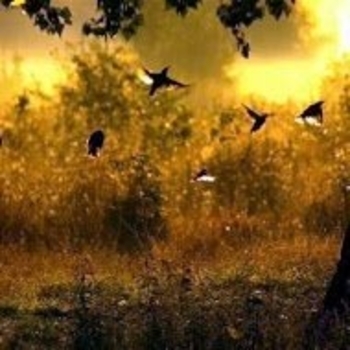 Os Digitalistas - Into the Great Wide Open