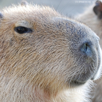 Сто-Личный Она-Нас, DXXDLY - Capybara