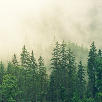 Study Music feat Music to Relax in Free Time, Musica Reiki - Elven Song (2020)
