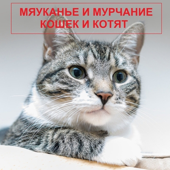 Мяуканье кошек и котят - Взрослый котенок мяукает