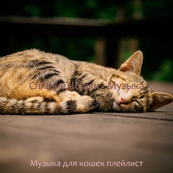 OCD F42, Музыка для кошек - Моя кошка любит музыку (Ultra Slowed)
